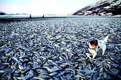 挪威人想知道这些鱼是怎么死的，更想知道如何清理它们