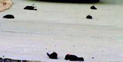 美国小镇莫名出现大批死鸟 美国小镇莫名出现大批死鸟